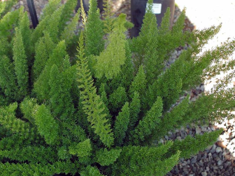 Asparagus meyeri / аспарагус Мейера