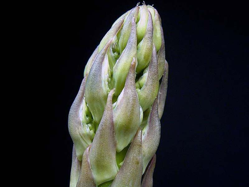 Asparagus officinalis / аспарагус обыкновенный