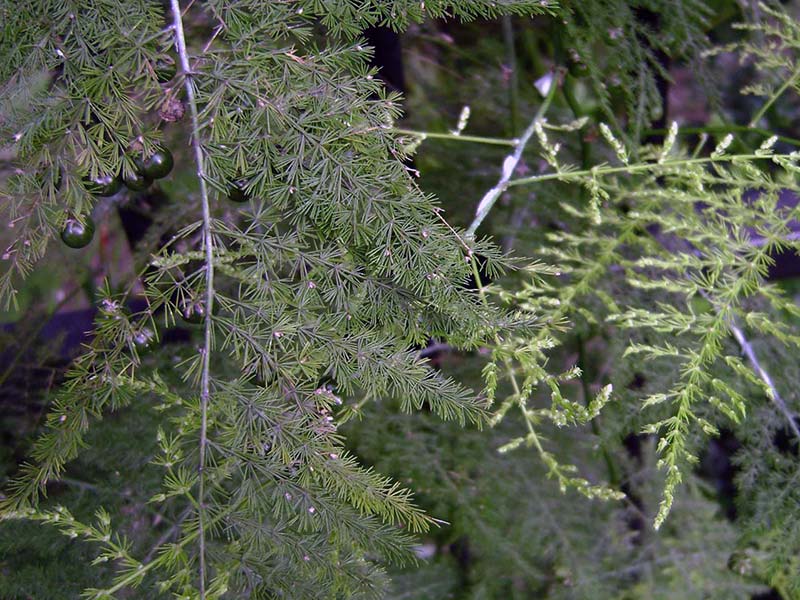 Asparagus plumosus / аспарагус перистый