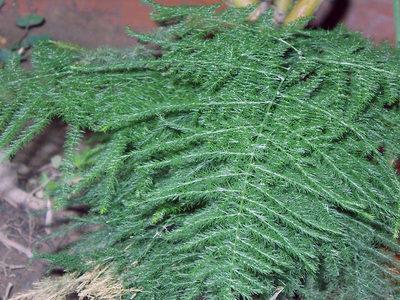 Asparagus plumosus / аспарагус перистый