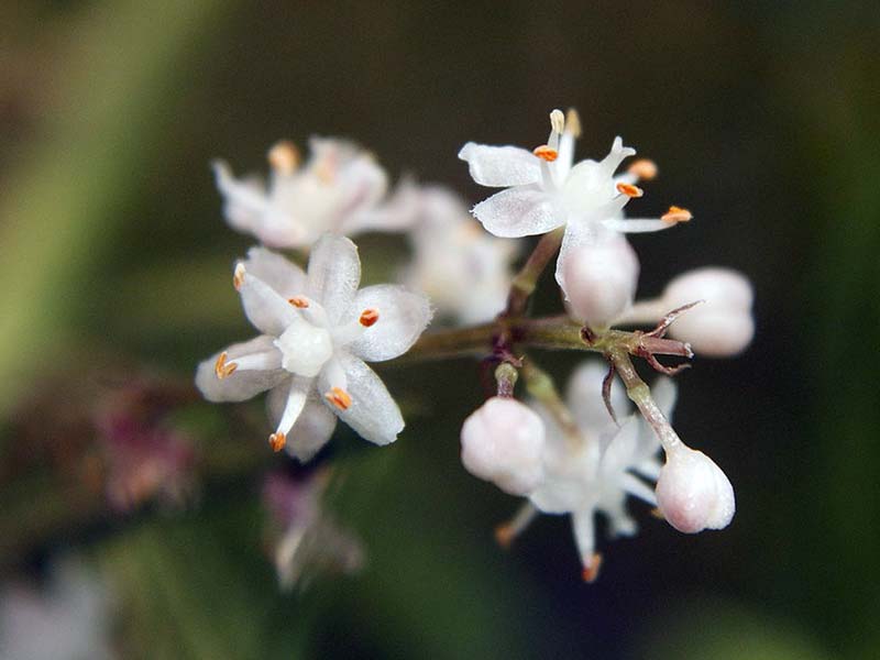Asparagus racemosus / аспарагус кистевидный
