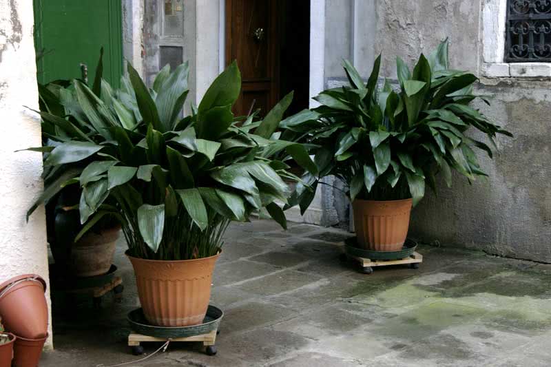 Aspidistra elatior / аспидистра высокая