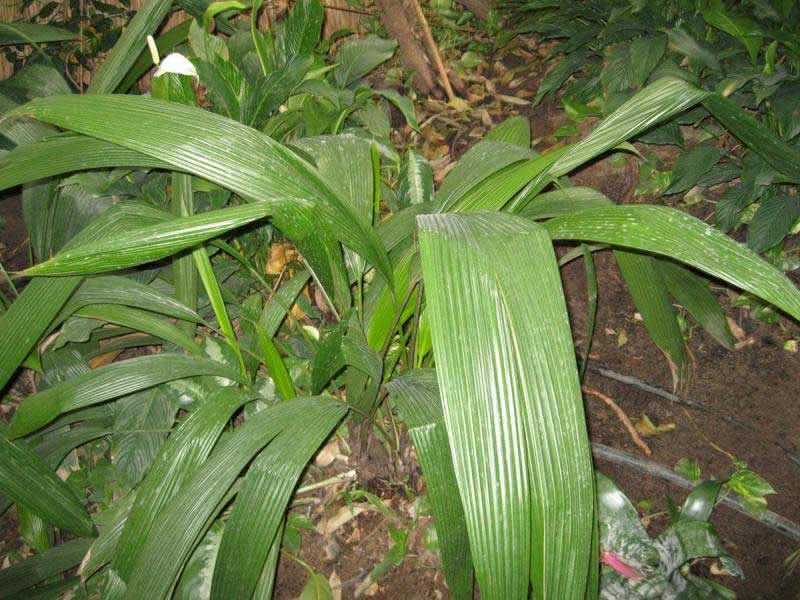 Aspidistra elatior / аспидистра высокая