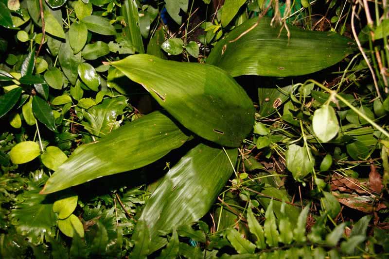 Aspidistra elatior / аспидистра высокая