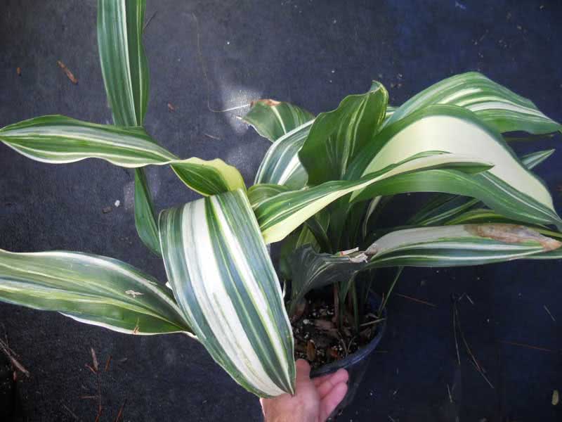 Aspidistra elatior / аспидистра высокая