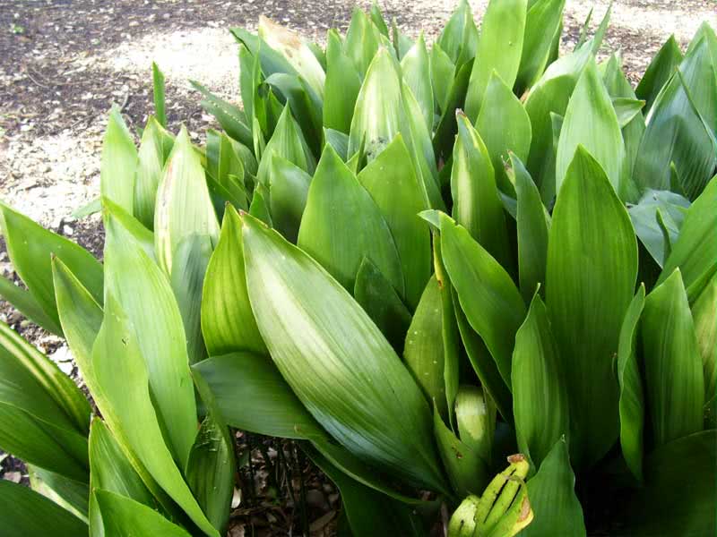 Aspidistra elatior / аспидистра высокая