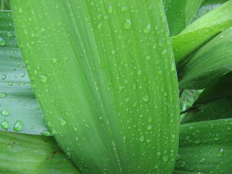 Aspidistra elatior / аспидистра высокая