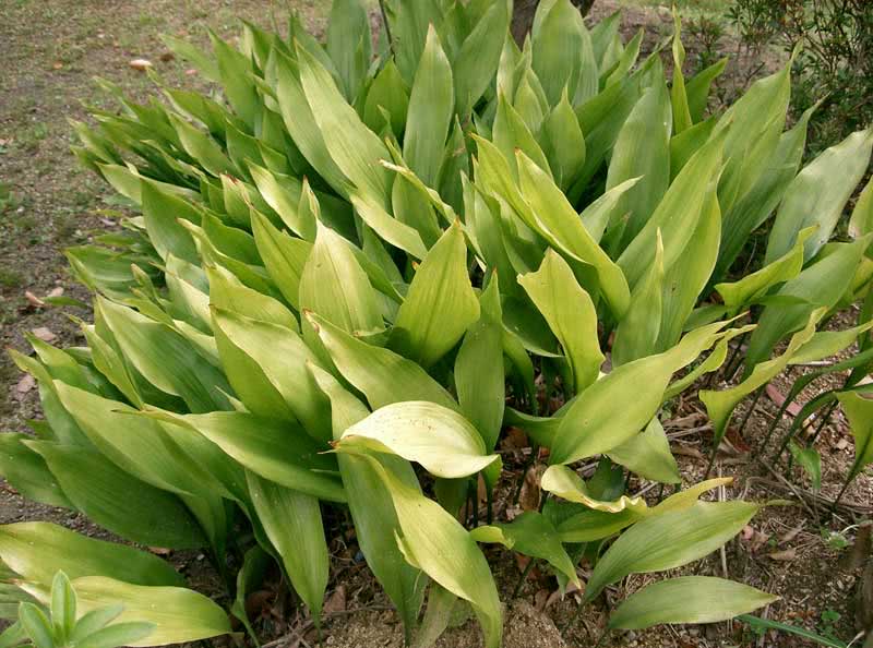 Aspidistra elatior / аспидистра высокая