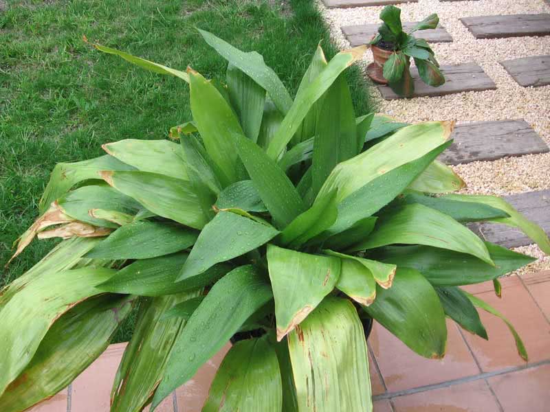 Aspidistra elatior / аспидистра высокая