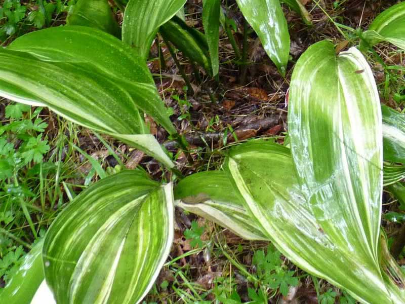 Aspidistra elatior / аспидистра высокая