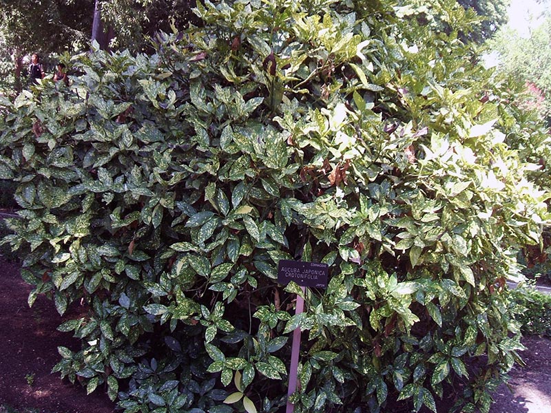 Aucuba japonica / аукуба японская