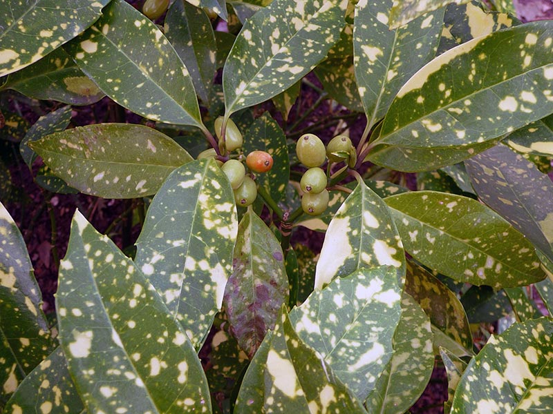 Aucuba japonica / аукуба японская