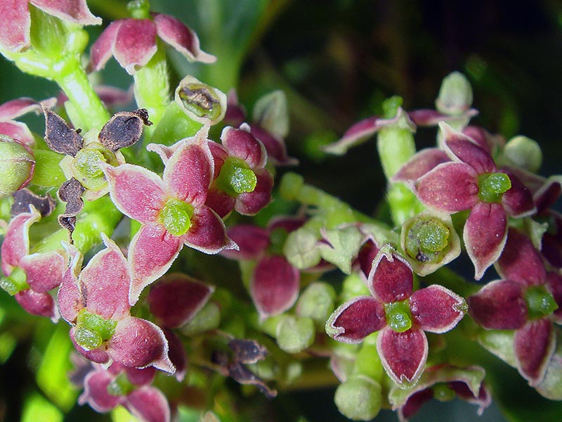 Aucuba japonica / аукуба японская