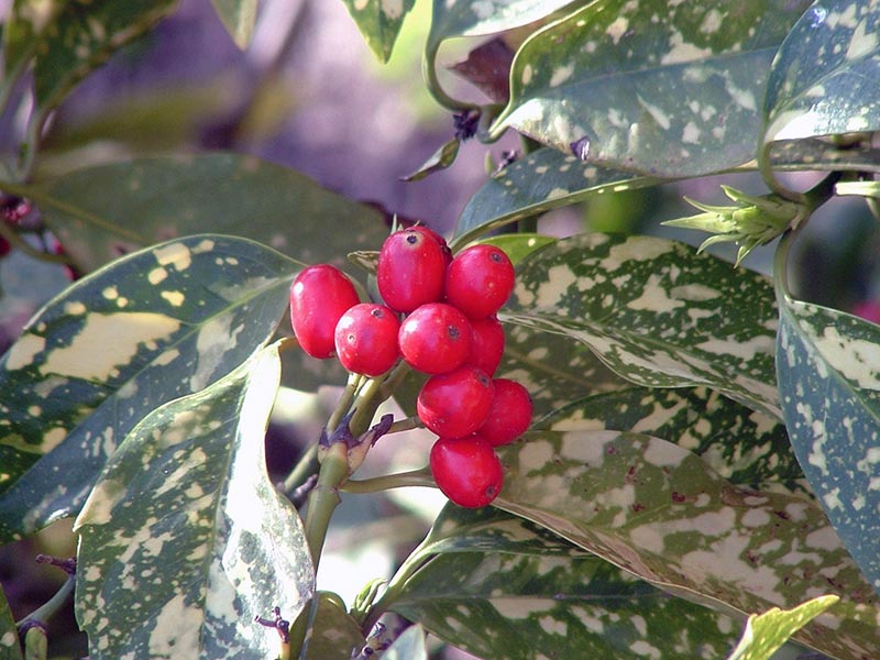 Aucuba japonica / аукуба японская