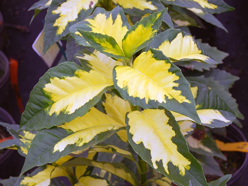 Aucuba japonica / аукуба японская