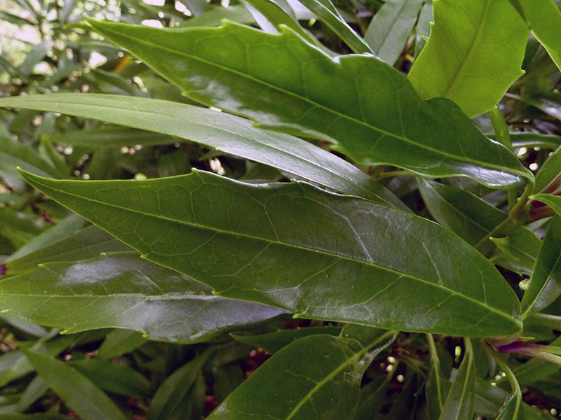 Aucuba japonica / аукуба японская