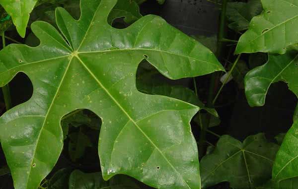 Brachychiton acerifolium / брахихитон кленолистный