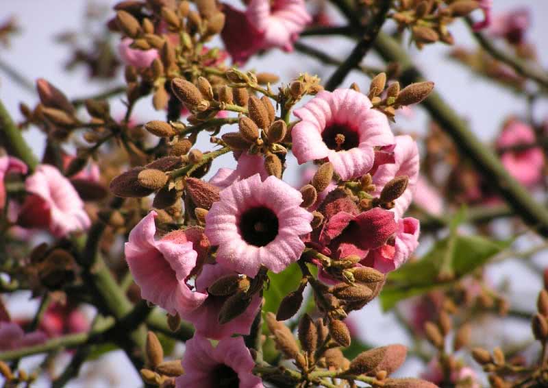 Brachychiton discolor / брахихитон разноцветный