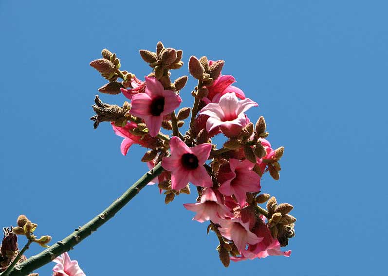 Brachychiton discolor / брахихитон разноцветный