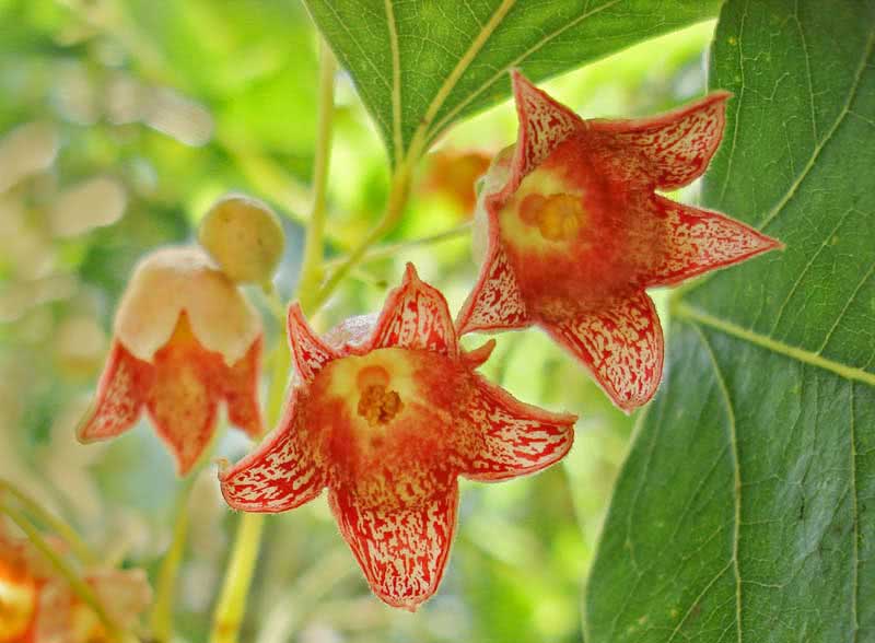 Brachychiton populneus / брахихитон разнолистный