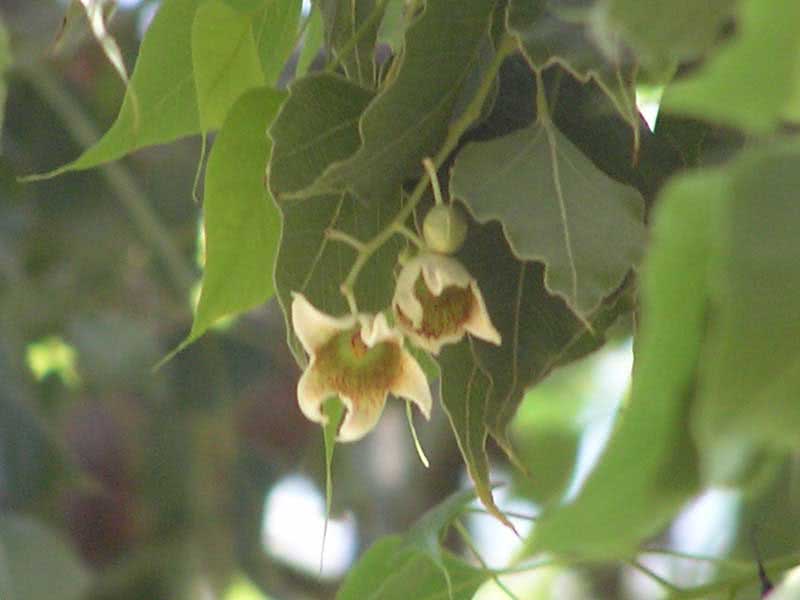 Brachychiton populneus / брахихитон разнолистный