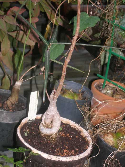 Brachychiton rupestris / брахихитон наскальный