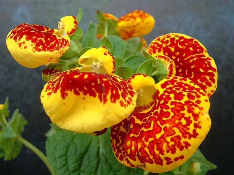 Calceolaria herbeohybrida / кальцеолярия гибридная