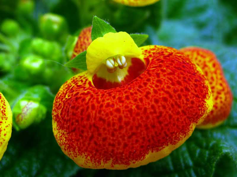 Calceolaria herbeohybrida / кальцеолярия гибридная