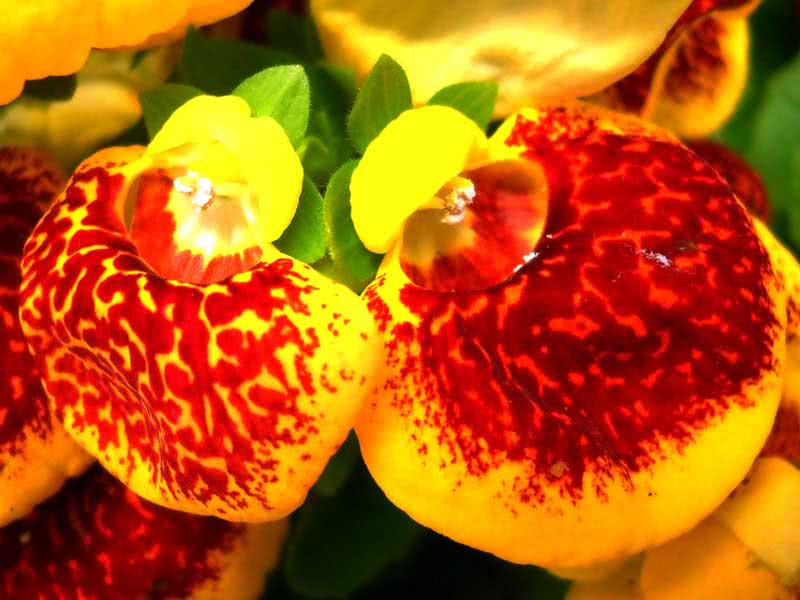 Calceolaria herbeohybrida / кальцеолярия гибридная