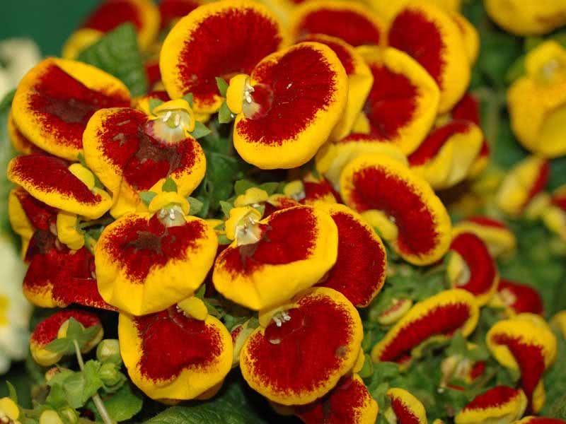 Calceolaria herbeohybrida / кальцеолярия гибридная