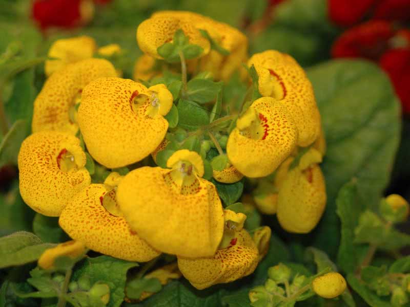 Calceolaria herbeohybrida / кальцеолярия гибридная