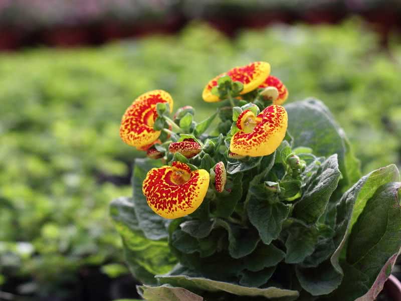 Calceolaria herbeohybrida / кальцеолярия гибридная