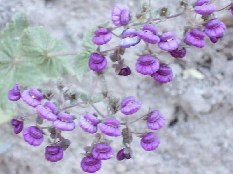 Calceolaria purpurea / кальцеолярия пурпурная