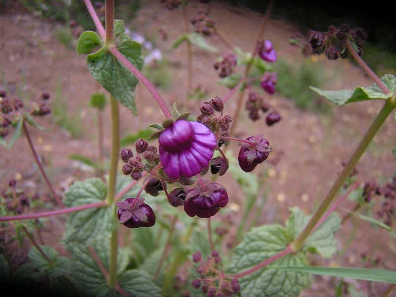 Calceolaria purpurea / кальцеолярия пурпурная