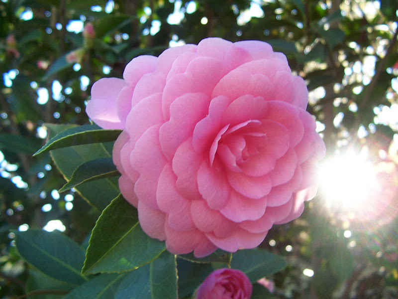 Camellia japonica / камелия японская