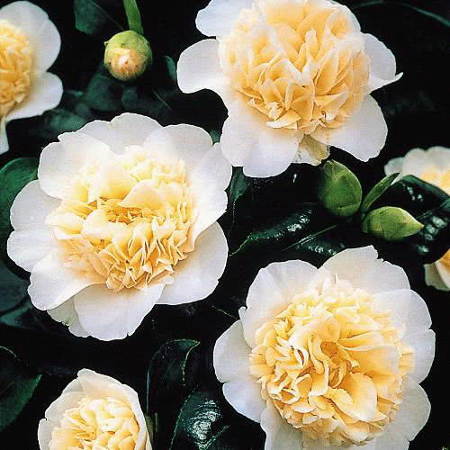 Camellia japonica / камелия японская