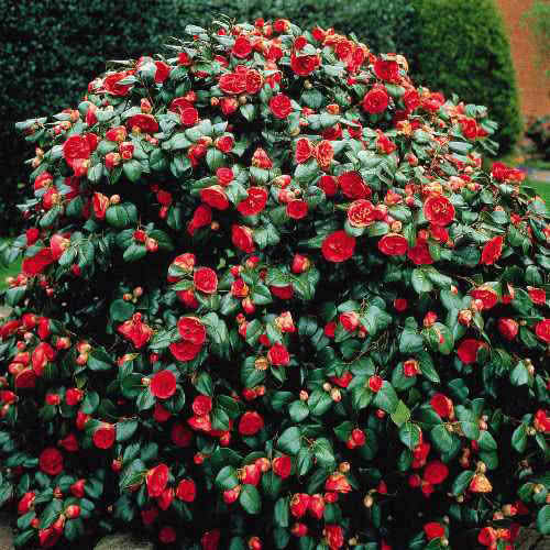 Camellia japonica / камелия японская