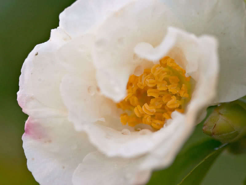 Camellia sasanqua (miyagii or tegmentosa) / камелия горная (Мияги или тегментоза)