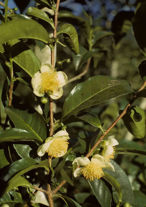 Camellia sinensis (bohea) / камелия китайская (бохея)