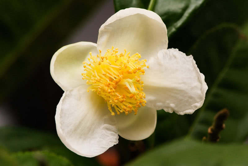 Camellia sinensis (bohea) / камелия китайская (бохея)