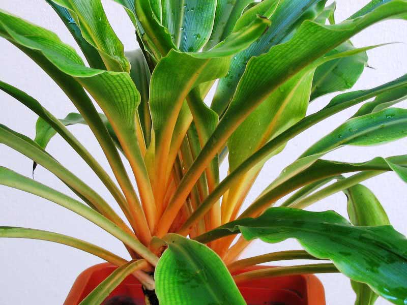 Chlorophytum amaniense / хлорофитум крылатый