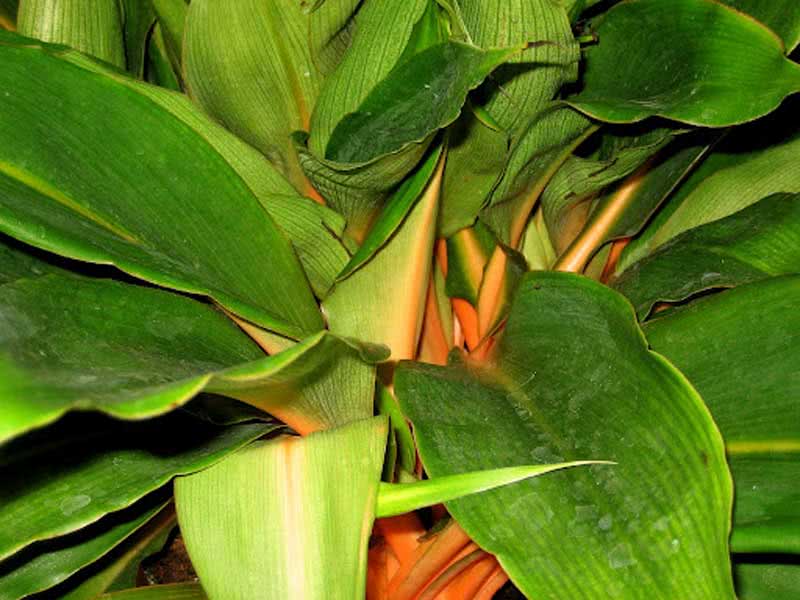 Chlorophytum amaniense / хлорофитум крылатый