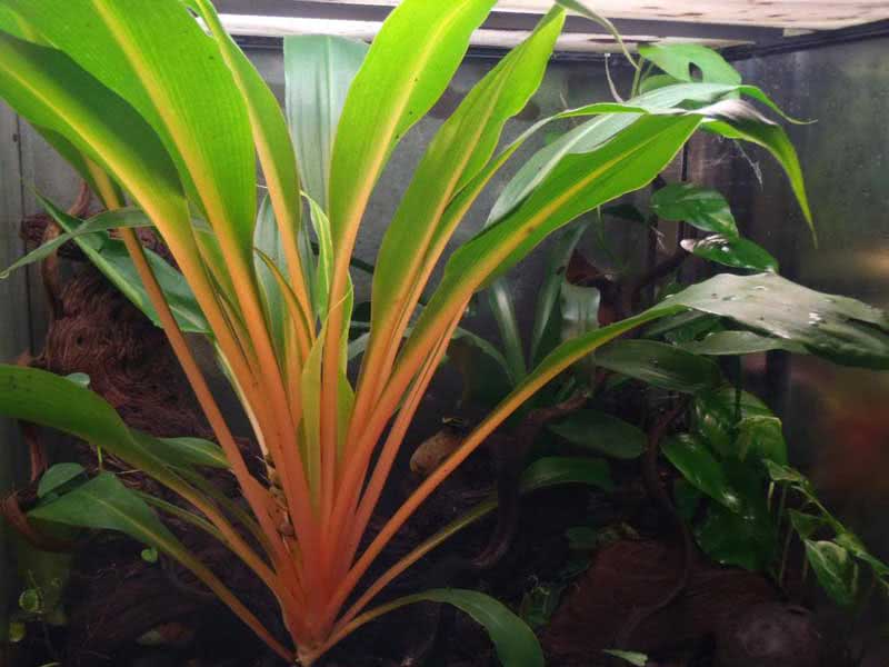 Chlorophytum amaniense / хлорофитум крылатый