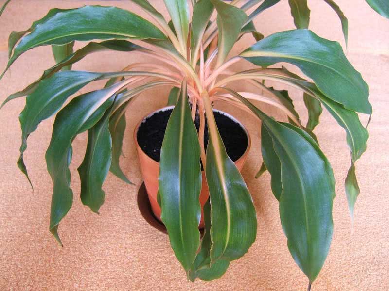 Chlorophytum amaniense / хлорофитум крылатый