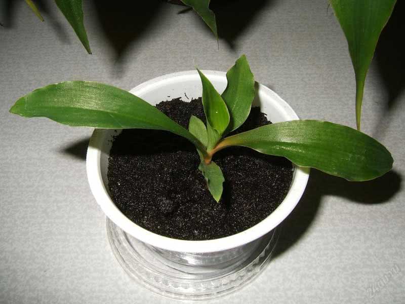 Chlorophytum amaniense / хлорофитум крылатый