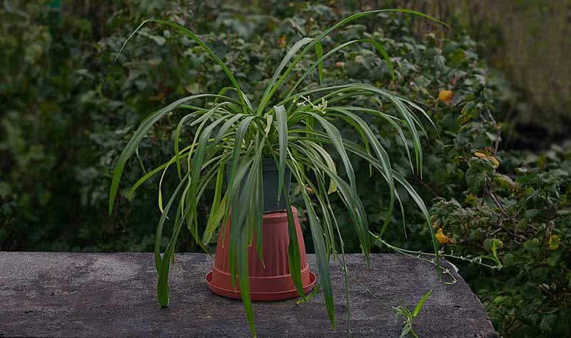 Chlorophytum capense / хлорофитум капский