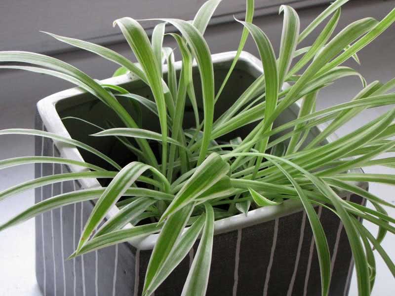 Chlorophytum capense / хлорофитум капский