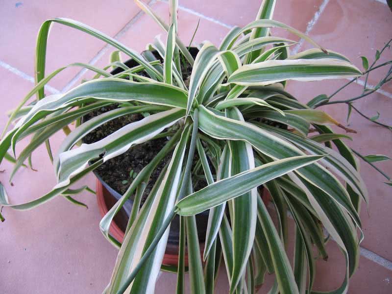 Chlorophytum comosum / хлорофитум хохлатый