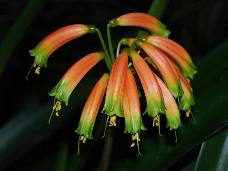 Clivia gardenii / кливия Гардена