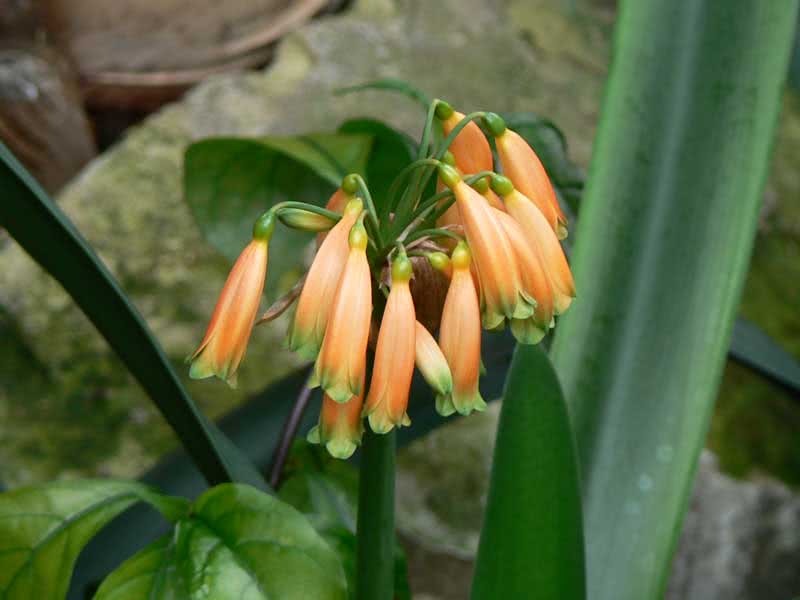 Clivia gardenii / кливия Гардена